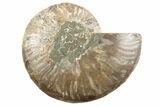 Cut & Polished Ammonite Fossil (Half) - Madagascar #191558-1